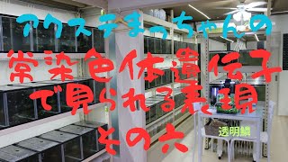 常染色体遺伝子で見られる表現その六