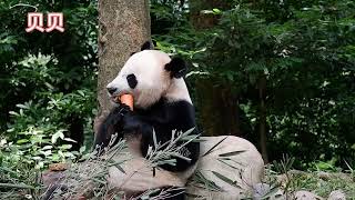 大熊猫贝贝 panda beibei #panda #animals