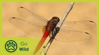 Sky Hunters, The World of the Dragonfly - The Secrets of Nature