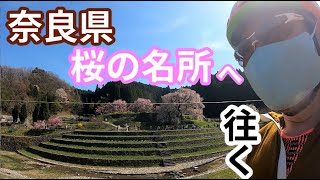 【初代チャンプが往く】奈良県桜の名所、吉野山と又兵衛桜を見にライド！/ヒルクライム/花見/奈良/ロードバイク【2022/4/10】