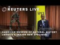 LIVE: American Museum of Natural History unveil a 'major new specimen'