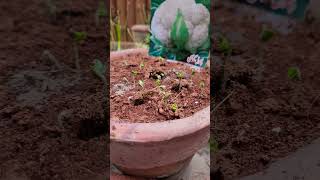 cauliflower seedling