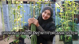 Growing long beans from seed to harvest in the yard