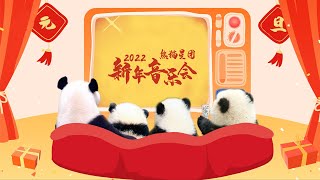 《熊貓星團》2022年熊貓新年音樂會 | iPanda熊貓頻道