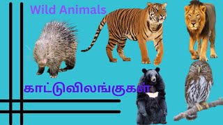 wild animals/#காட்டு விலங்குகள்/#learn wild animals names in tamil