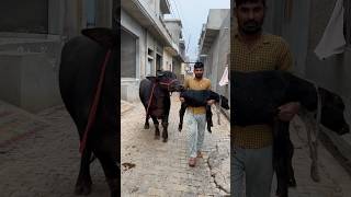 #murrah #dairyfarm #buffalo #viral #forsale #farming #shortvideo #haryana #song