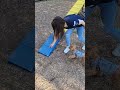 マルプー まる子の日常 ラブ編 お世話 トイプードル マルチーズ マルプー 日常 まる子 犬 愛犬の駅 愛犬