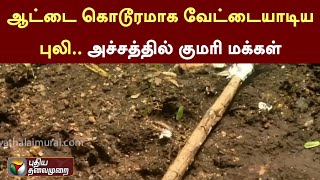 #LIVE: ஆட்டை கொடூரமாக வேட்டையாடிய புலி .. அச்சத்தில் குமரி மக்கள் | Kanyakumari | tiger | PTT