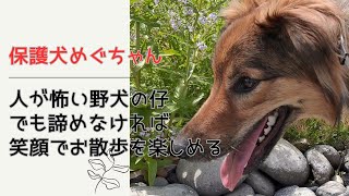 【保護犬めぐちゃん】まだまだ人が怖いので、誰もいない林道沿いで「山の日」を楽しみました