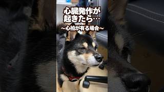 心臓発作(心拍あり)の場合にやること#犬 心臓病 #犬  #動物病院 #獣医師  #咳  #心臓発作 #犬 心不全 #僧帽弁 #歯周病 #肺水腫 #ごとふ #犬 心臓 病 #犬 病気 #てんかん