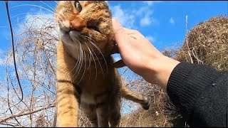 公園を自由に駆けまわる娘猫