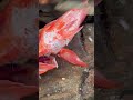 HUGE RED SNAPPER FISH CUTTING - IN KASIMEDU - SPEED SELVAM - FF CUTTING - KASIMEDU