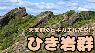 天を仰ぐヒキガエルたち！ひき岩群