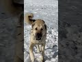 dev Çocuk bahoz yerİ sallayarak gelİyor kangal anadoluçobanköpeği animals dog çapar hunting