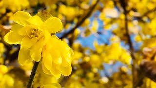 【庭園】蝋梅の時期の荒子梅苑2024年1月中旬