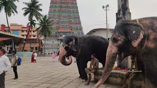 Shri Sharadamba Temple Shringeri || Navaratri Utsava