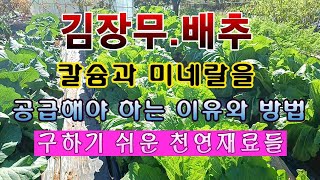 [텃밭농부 1,715]  김장무 배추에 손쉽고 효율적으로 칼슘과 미네랄을 공급 해 주는 이유와 방법. #김장무재배 #김장배추재배