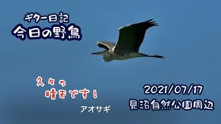 ギター日記　今日の野鳥　・　見沼自然公園周辺　2021年7月17日