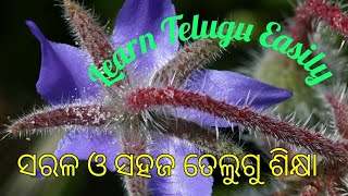 ସହଜ ଓ ସରଳ ତେଲୁଗୁ ଶିକ୍ଷା, Learn Telugu Through Odiya.