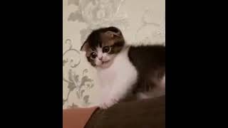 WATCH VIDEO BEST FUNNY CATS WITH ANIMALS VOICE  SOUNDS SONG PET HUMOR  ENTERTAINMENT GAME 2022 #15