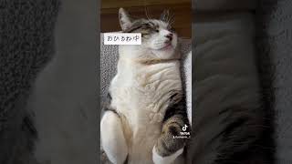 気持ちよさそうに寝るぽて🐈‍⬛#shorts #猫 #猫動画