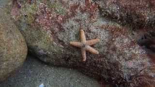 Laguna Bluebelt- Juvenile Sea Star- Laguna Beach State Marine Reserve