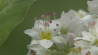 700万本のソバの花見ごろ　11月中旬には新そばも登場　熊本・阿蘇市