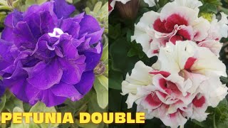 PETUNIA  DOUBLE