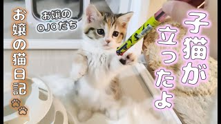 子猫が立ったよ【お嬢の猫日記 / OJO- CAT DAILY】