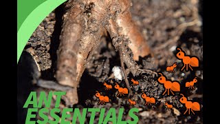 Ant Cam | Ants Farming Aphids | Relaxing Ants | Lasius Brunneus