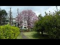 小平市喜平町で桜の花を楽しむ