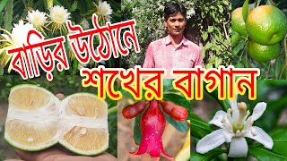 বাড়ির উঠানে শখের বাগান,ফুল ফল সঙ্গে নার্সারী। home garden