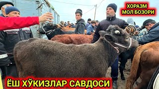 ХОРАЗМ МОЛ БОЗОРИ ЁШ ХЎКИЗЛАР НАРХЛАРИ 12-января 2025 г.