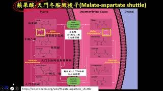 11301選修生物(一)2-2-09(補充)有氧呼吸為何有產生32或30個ATP的差異？(三讓)(有字幕)