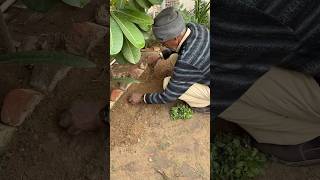 Aaj Humare Mali Ne Lagaye Kuch New Plants 🧑🏼‍🌾. #shorts #youtubeshorts #garden #villagelife