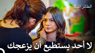 عندما يتعلق الأمر بالحب، يصبح المنطق معطلاً - مسلسل الطائر المبكر الحلقة 84