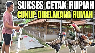 CARA SUKSES TERNAK AYAM KAMPUNG MODERN💯