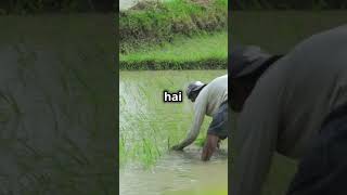 Monsoon in india #geography