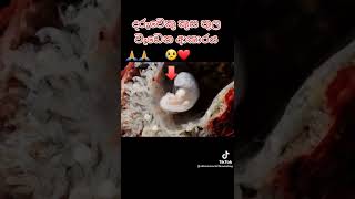 දුර්ලභ මිනිසත්බව..!☸️