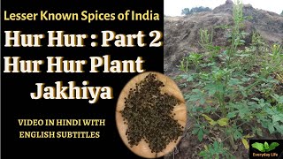 Hur Hur: Part 2 | Hur Hur Plant | Lesser Known Spices of India: Jakhiya | Everyday Life #226