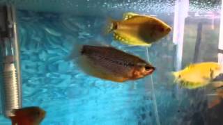 Gouramis and Plecostomus