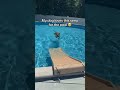 The BEST Pool Ramp for Dogs!