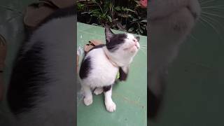 Kucing Minta Digarukin,. #alakampunk #animals #pets #catlover #kucing #cat