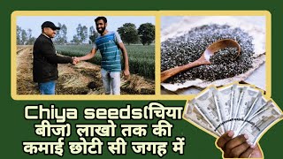 Popular Chiya seeds : ये किसान कर रहा लाखो की कमाई (चिया बीज) की खेती से