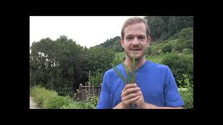 Richtig räuchern - Von Kräutern aus dem Garten bis zur energetischen Hausreinigung