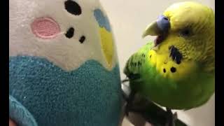 やめろや編　セキセイインコ　ホッピーさん