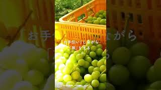 おてつたび🍇お手伝いしながら旅をするin島根県益田市 #shorts