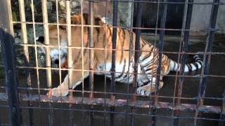 2013/02/11 野毛山動物園 アムールトラのメイメイちゃん