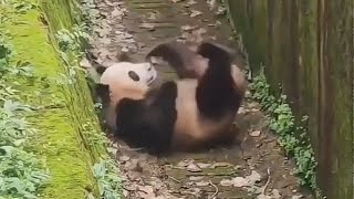 How Pandas Survive in the Wild