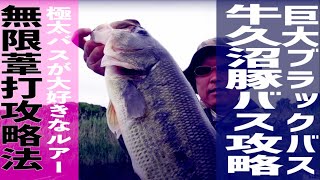 【バス釣り】牛久沼２キロ超えの豚バスを狙え！究極のバスロッドで快適フィッシング【牛久沼攻略】